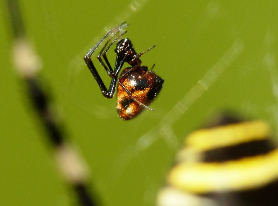 Argyrodes: colori e dimensioni